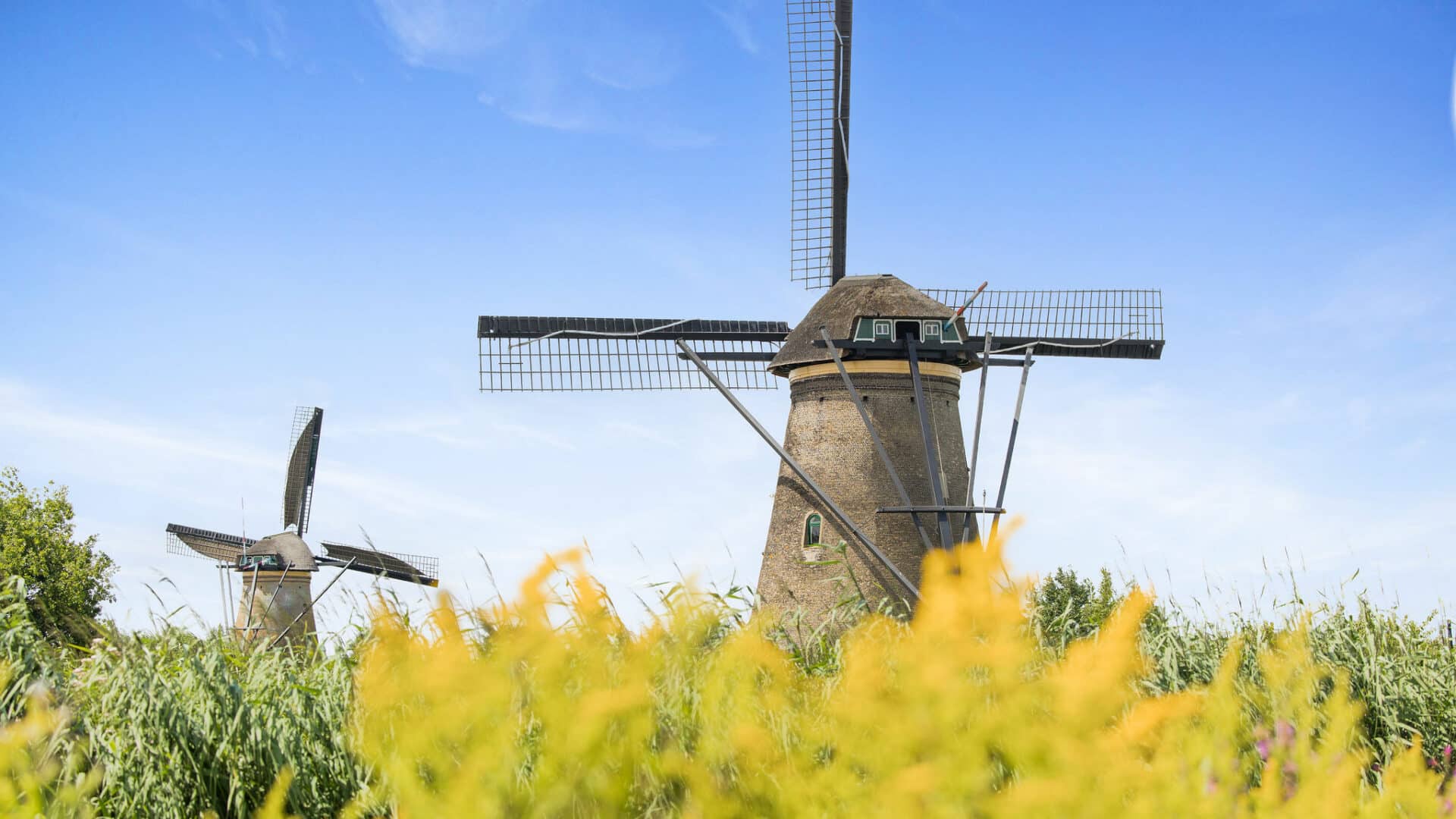 Zomers plaatje in Kinderdijk van twee molens met op de voorgrond gele bloemen.
