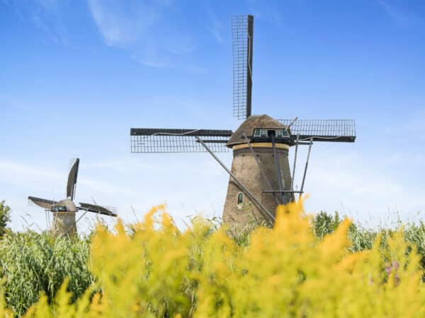 Zomers plaatje in Kinderdijk van twee molens met op de voorgrond gele bloemen.