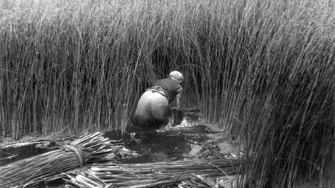Meneer in het moeras aan het biezensnijden